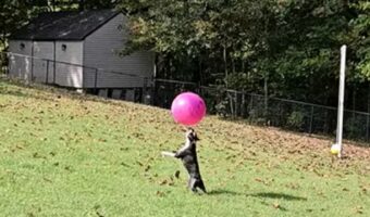 ボール遊びをするボストンテリア。上手にトス上げをして楽しそう!!【アメリカ・動画】