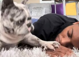 パパさんのいびきが気になるブルドッグ。止めてもらもうといびきが聞こえるたびにポンっと叩いてみせますが・・【アメリカ・動画】