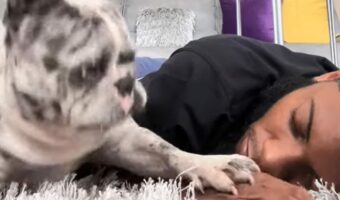 パパさんのいびきが気になるブルドッグ。止めてもらもうといびきが聞こえるたびにポンっと叩いてみせますが・・【アメリカ・動画】