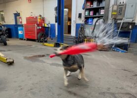 バットをくわえた犬。この子に向かって雪玉を投げると・・ナイスヒット！！【アメリカ・動画】