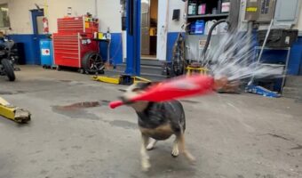 バットをくわえた犬。この子に向かって雪玉を投げると・・ナイスヒット！！【アメリカ・動画】