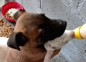 子犬がヤギの赤ちゃんのお手伝い？ミルクを飲む間後ろからぎゅっと抱き着いてる！？大好きで仕方ないのかも！！【海外・動画】