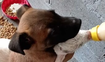 子犬がヤギの赤ちゃんのお手伝い?ミルクを飲む間後ろからぎゅっと抱き着いてる!?大好きで仕方ないのかも!!【海外・動画】