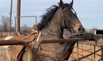 馬流のチルタイム?おててを柵にかけて休息中!!【アメリカ・動画】