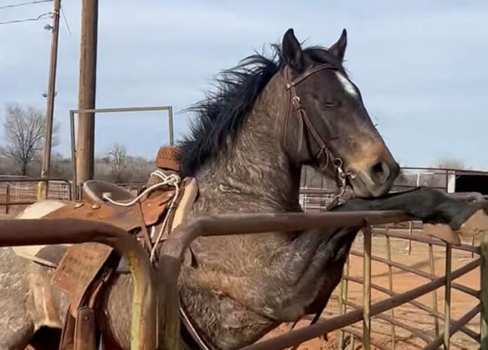 馬流のチルタイム？おててを柵にかけて休息中！！【アメリカ・動画】
