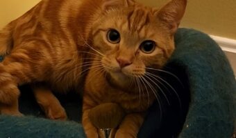 猫もメイクがしたい?メイクブラシを取っていった愛猫。ぎゅっとして離さないけど、もしかして・・??【アメリカ・動画】