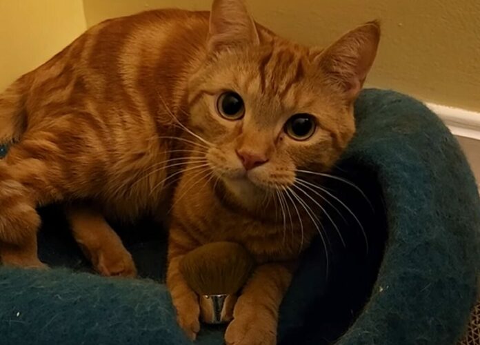 猫もメイクがしたい？メイクブラシを取っていった愛猫。ぎゅっとして離さないけど、もしかして・・？？【アメリカ・動画】