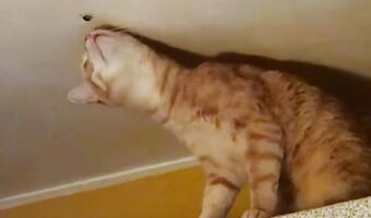 天井にくっつく虫が気になる猫。顔を寄せたら・・カメムシだったのでくちゃかった!?【海外・動画】