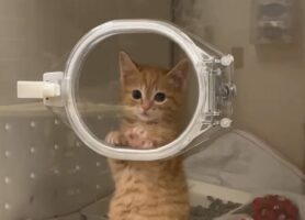 入院中の子猫が見せたほっこりする行動。じっとこちらをみつめながらコネコネしてエアービスケット作りにいそしんでる！！【アメリカ・動画】