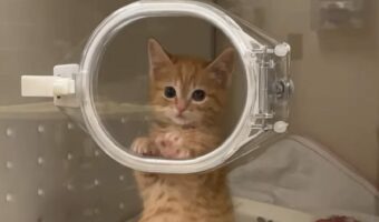 入院中の子猫が見せたほっこりする行動。じっとこちらをみつめながらコネコネしてエアービスケット作りにいそしんでる！！【アメリカ・動画】