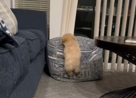 失敗する姿もいとおしい。子犬がクッションに向かってダッシュしてのぼろうとしますが・・うまくいかない！！【アメリカ・動画】