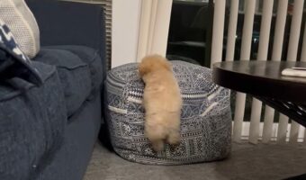 失敗する姿もいとおしい。子犬がクッションに向かってダッシュしてのぼろうとしますが・・うまくいかない!!【アメリカ・動画】