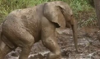 泥道はゾウの子供にとっても歩くのが大変!?ぬかるみの中歩いていきますが・・【海外・動画】