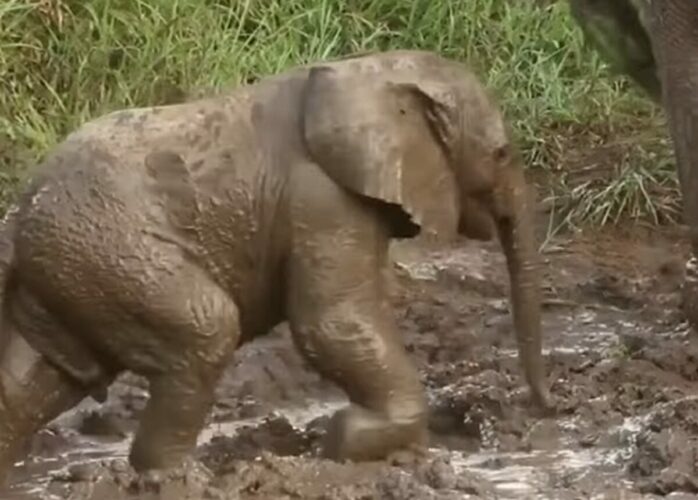 泥道はゾウの子供にとっても歩くのが大変！？ぬかるみの中歩いていきますが・・【海外・動画】