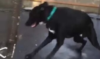 はしゃぎまわって興奮しすぎた?トランポリンで遊んでいた犬が外に出たと思ったら・・、向かった先にビックリ!!【アメリカ・動画】