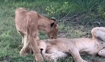 お昼寝するよりママと遊びたい？ライオンの親子のじゃれつきにほっこり！！【海外・動画】