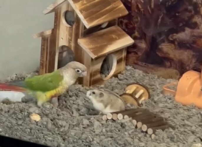 ハムスターの遊び場に侵入したインコ。一緒に遊びたいのかと思いきや・・ビックリな行動に！！【アメリカ・動画】