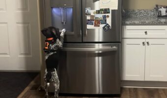 賢い子犬。氷が欲しいので冷蔵庫の前まで来ると・・自分で氷を必要な分用意しました!!【アメリカ・動画】