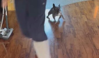 ツルツル滑るフローリングの床もなんのその！ブルドッグが飼い主さんと全力でおいかけっこ中！！【海外・動画】