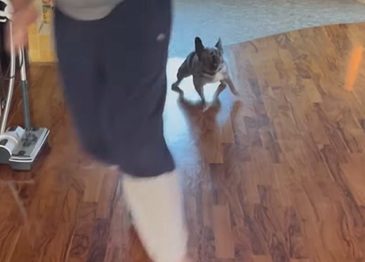 ツルツル滑るフローリングの床もなんのその!ブルドッグが飼い主さんと全力でおいかけっこ中!!【海外・動画】