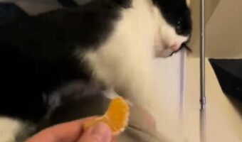 オモチャでも危ないものでもないんだよ!猫がパンチを何度も繰り出すバトル相手は・・オレンジ?!?!【海外・動画】