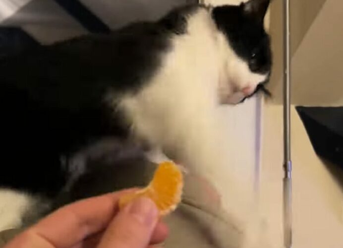 オモチャでも危ないものでもないんだよ！猫がパンチを何度も繰り出すバトル相手は・・オレンジ？！？！【海外・動画】