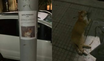 「ウチの猫知りませんか?」迷子の猫を探すポスターの下にいたのは・・行方知らずのはずの猫ちゃん!?!?【海外・動画】