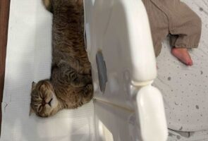 赤ちゃんを見守る猫。だけど自分が先にウトウトしてしまい・・「泣いたりしないので、安心したかニャン？」