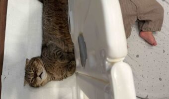 赤ちゃんを見守る猫。だけど自分が先にウトウトしてしまい・・「泣いたりしないので、安心したかニャン？」