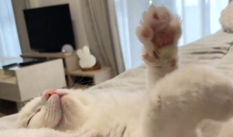 ヘソ天した猫がお昼寝中におててをコネコネ。その姿に「エアーふみふみがかわいい」と絶賛の声!!