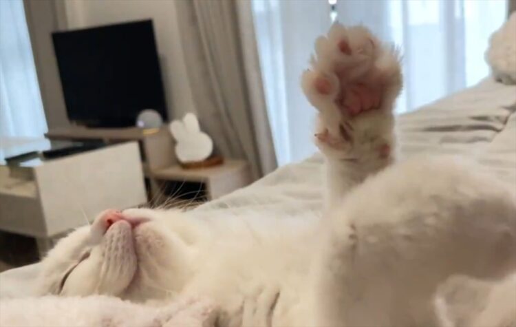 ヘソ天した猫がお昼寝中におててをコネコネ。その姿に「エアーふみふみがかわいい」と絶賛の声！！