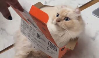 段ボールに入れている気満々の猫。だけど実際の状況に・・「かわいいあんよが出ちゃってるよー」「可愛いな~」