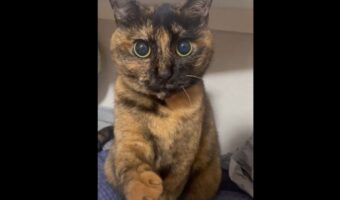 「付き合ってください」おててを差し出すサビ猫。まるで愛の告白をしているような姿に「こちらこそお願いいたします!!!!」「喜んで!」