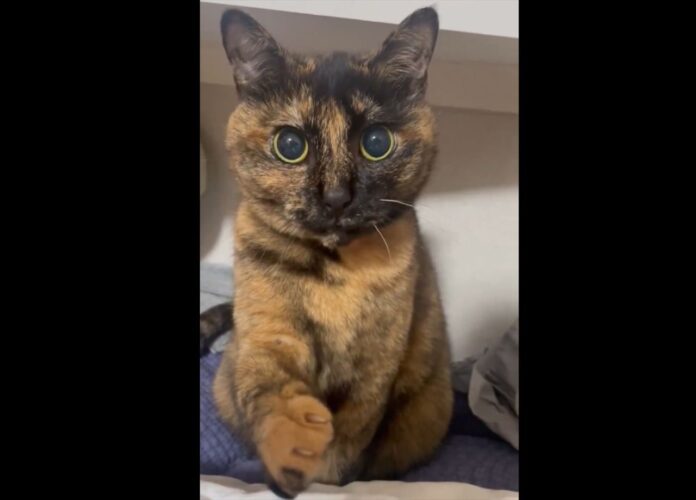 「付き合ってください」おててを差し出すサビ猫。まるで愛の告白をしているような姿に「こちらこそお願いいたします！！！！」「喜んで！」