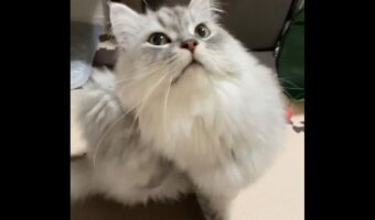 首まわりのカキカキ中の猫。その姿を撮影されていると気が付いて・・、二度見してくる姿に「リアクションとして最高」「かわいい反応」