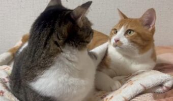 じっと見つめ合う猫たちの姿に反響!「目がキラキラしてる」「どんな会話をしているのか?聞いてみたい」