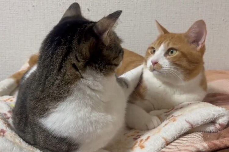 じっと見つめ合う猫たちの姿に反響！「目がキラキラしてる」「どんな会話をしているのか？聞いてみたい」