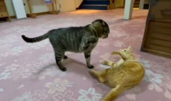 取っ組み合い中に強烈な猫パンチを繰り出すと思いきや・・。意外な行動に「たしなめているようですね」
