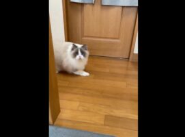 おやつの時間じゃないよ！袋をカサカサさせるとダッシュで参上する猫の姿に「スライディングが上手」「アニメのような急ブレーキ感」