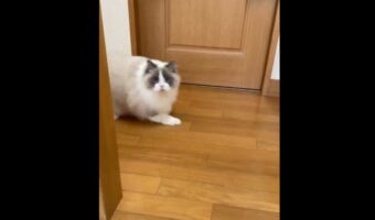 おやつの時間じゃないよ！袋をカサカサさせるとダッシュで参上する猫の姿に「スライディングが上手」「アニメのような急ブレーキ感」