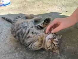 怖がりだった子猫との再会の様子が話題に。一目で伝わってくる注がれてきたたくさんの愛情に「みんな優しかったんですね」「甘えん坊になっちゃった」