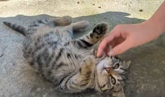 怖がりだった子猫との再会の様子が話題に。一目で伝わってくる注がれてきたたくさんの愛情に「みんな優しかったんですね」「甘えん坊になっちゃった」