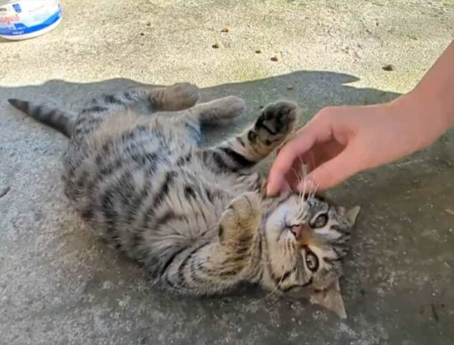 怖がりだった子猫との再会の様子が話題に。一目で伝わってくる注がれてきたたくさんの愛情に「みんな優しかったんですね」「甘えん坊になっちゃった」