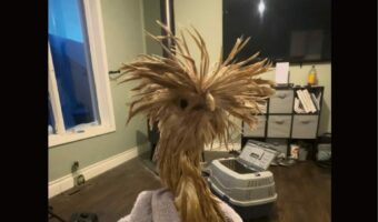 散々な目にあっていたポーランドチキン。冠羽が特徴なこのニワトリを洗ってあげたら・・【海外・動画】