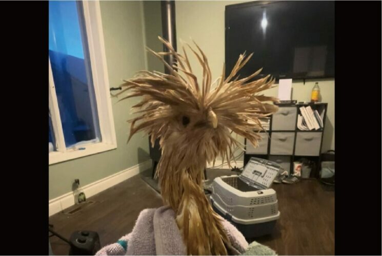 散々な目にあっていたポーランドチキン。冠羽が特徴なこのニワトリを洗ってあげたら・・【海外・動画】