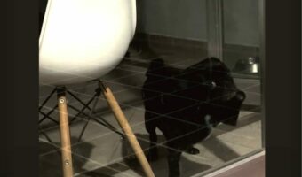 お家に入れてと窓をたたいて必死のアピールをするパグ。そんなパグが気が付いていない驚愕の事実が!!【海外・動画】