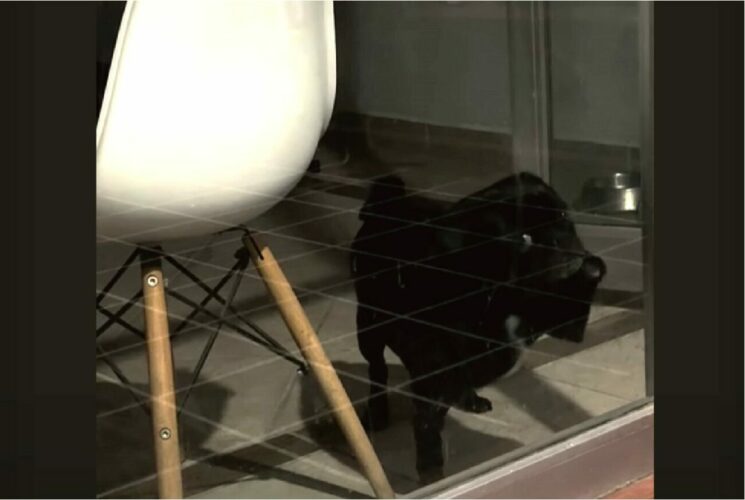 お家に入れてと窓をたたいて必死のアピールをするパグ。そんなパグが気が付いていない驚愕の事実が！！【海外・動画】