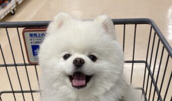 オモチャを買ってもらえたポメラニアンの喜びに満ちた顔が必見!「かわいい」「ニッコニコでこっちまで嬉しくなっちゃう」