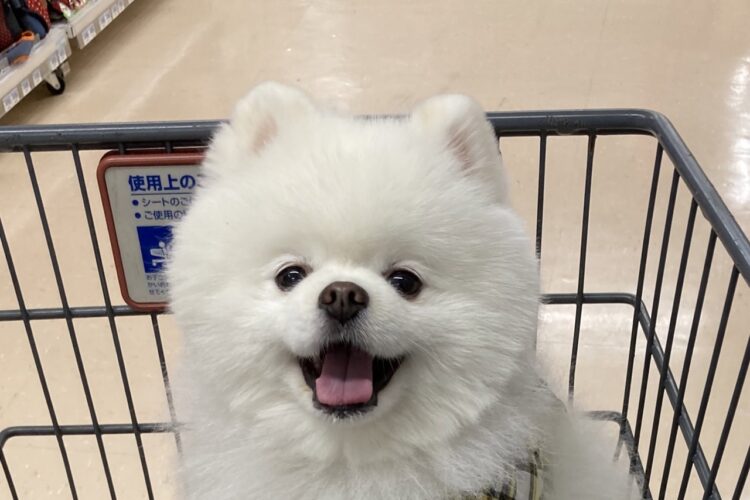 オモチャを買ってもらえたポメラニアンの喜びに満ちた顔が必見！「かわいい」「ニッコニコでこっちまで嬉しくなっちゃう」