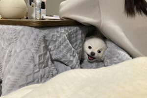 「おいぬさまのいるくらしは最高」ベストポジションを確保してご満悦なポメラニアンがかわいすぎる！
